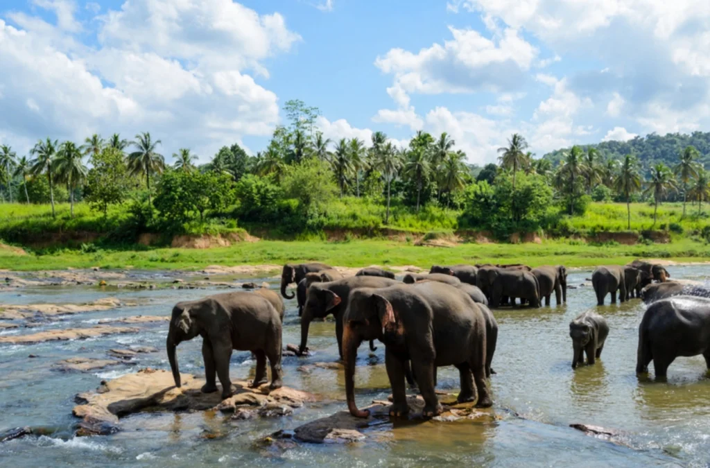 Elephant Orphanage and Temple of the tooth
