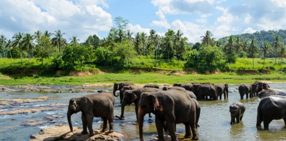 Elephant Orphanage and Temple of the tooth